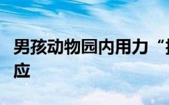 男孩动物园内用力“抱摔”孔雀？园方最新回应