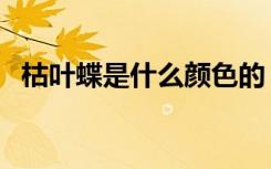 枯叶蝶是什么颜色的（枯叶蝶是什么意思）