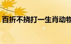 百折不挠打一生肖动物（百折不挠打一生肖）