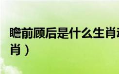 瞻前顾后是什么生肖动物（瞻前顾后是什么生肖）