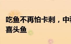 吃鱼不再怕卡刺，中科院水生所精准育种无刺喜头鱼