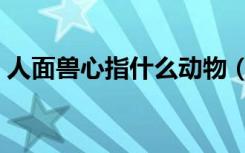 人面兽心指什么动物（人面兽心指什么生肖）