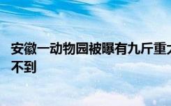 安徽一动物园被曝有九斤重大老鼠 园方：变异老鼠，现在看不到