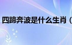 四蹄奔波是什么生肖（四蹄奔奔是什么生肖）