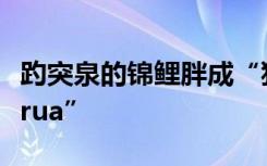 趵突泉的锦鲤胖成“猪鲤”，猪里猪气好想“rua”