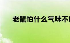 老鼠怕什么气味不敢来（老鼠怕什么）