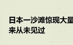 日本一沙滩惊现大量沙丁鱼，当地人：80年来从未见过