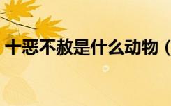 十恶不赦是什么动物（十恶不赦是什么生肖）