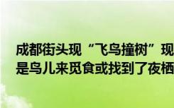 成都街头现“飞鸟撞树”现象，网友疑为灾害前兆？专家：是鸟儿来觅食或找到了夜栖树