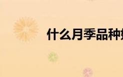 什么月季品种好（什么月传）