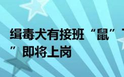 缉毒犬有接班“鼠”了！中国首批“缉毒松鼠”即将上岗