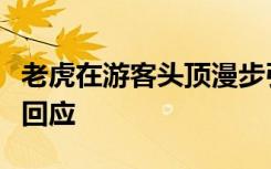 老虎在游客头顶漫步引热议！云南野生动物园回应