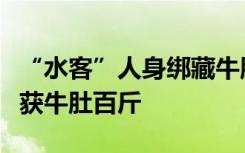 “水客”人身绑藏牛肚入境，乌鲁木齐海关查获牛肚百斤