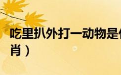 吃里扒外打一动物是什么（吃里扒外打一个生肖）