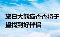 旅日大熊猫香香将于2月21日回国，园长：希望找到好伴侣