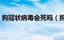 狗冠状病毒会死吗（狗冠状病毒能存活多久）