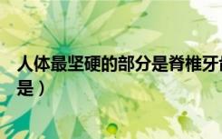 人体最坚硬的部分是脊椎牙齿还是骨骼（人体最坚硬的部分是）