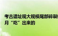 考古遗址现大规模尾部碎裂螺蛳壳！专家推测：古人经年累月“吃”出来的