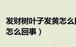 发财树叶子发黄怎么回事呢（发财树叶子发黄怎么回事）