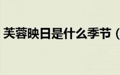 芙蓉映日是什么季节（芙蓉映日是什么生肖）