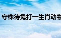 守株待兔打一生肖动物（守株待兔打一生肖）