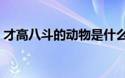 才高八斗的动物是什么（才高八斗的主人公）