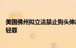 美国佛州拟立法禁止狗头伸出车窗，如违反规定主人或被判轻罪