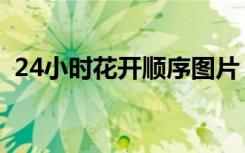 24小时花开顺序图片（24小时花开时间表）