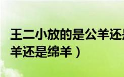 王二小放的是公羊还是母羊（王二小放的是山羊还是绵羊）