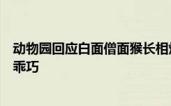 动物园回应白面僧面猴长相炸裂像“无脸男”：明明长得很乖巧