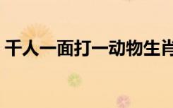 千人一面打一动物生肖（千人一面打一动物）