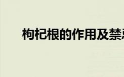 枸杞根的作用及禁忌（枸杞根的作用）