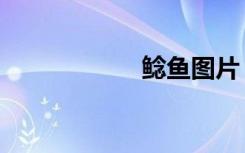 鲶鱼图片（鲍鱼图）