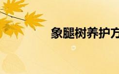 象腿树养护方法（象腿树）