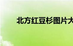 北方红豆杉图片大全（北方红豆杉）