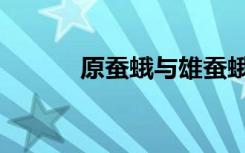 原蚕蛾与雄蚕蛾区别（原蚕蛾）