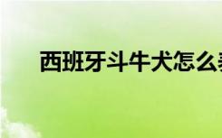 西班牙斗牛犬怎么养（西班牙斗牛犬）