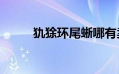 犰狳环尾蜥哪有卖（犰狳环尾蜥）