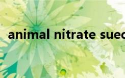 animal nitrate suede（animal nitrate）