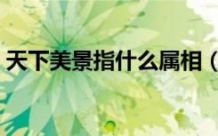天下美景指什么属相（天下美景指什么生肖）