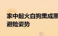 家中起火白狗熏成黑狗趴窗求救 网友：正确避险姿势