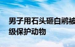 男子用石头砸白鹇被过路女子喝止 系国家二级保护动物