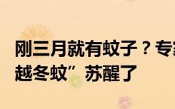 刚三月就有蚊子？专家解释：天气暖得早，“越冬蚊”苏醒了