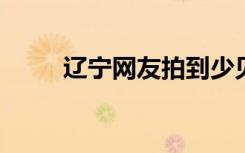 辽宁网友拍到少见“雷打雪”现象