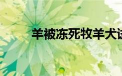 羊被冻死牧羊犬试图唤醒贴身取暖
