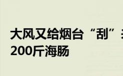大风又给烟台“刮”来海鲜，有市民一天捞到200斤海肠