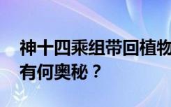 神十四乘组带回植物种子 “太空植物”生长有何奥秘？