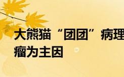 大熊猫“团团”病理解剖报告出炉 原发性脑瘤为主因