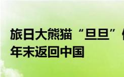 旅日大熊猫“旦旦”健康状况不佳，推迟至明年末返回中国