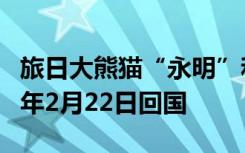 旅日大熊猫“永明”和它的双胞胎女儿将于明年2月22日回国